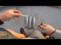 land based fishing geelong victoria australia