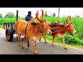 man riding bullock cart videos | bullock cart ride | bullock media