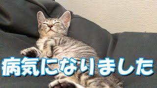 【子猫】元気がないので病院に連れて行きました