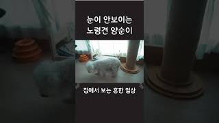 시력을 잃었지만 끝까지 자기 자리 찾아오는 노견 양순이