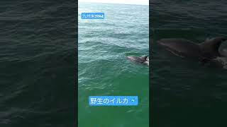 熊本天草　野生のイルカ