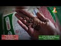 imc fish feed। রুই কাতলা মাছের ভাসা খাবার।