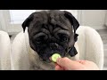 will pugs eat their veggies cute u0026 funny pug reactions