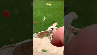 Cute Little Silk Moth 😍