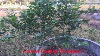 Lemon Cutting Technique/ វិធីតែងមែកក្រូចឆ្មាអោយធំលឿន