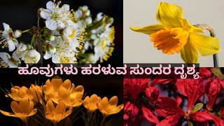 ವಿವಿಧ ಬಗೆಯ ಹೂವುಗಳು ಹರಳುವ ಸುಂದರವಾದ ದೃಶ್ಯ/Flower blooming Time lapse/Relaxing music