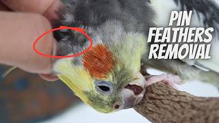 Gentle Pin Feather Removal