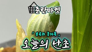 2월20일 「 송옥과 종자목 」