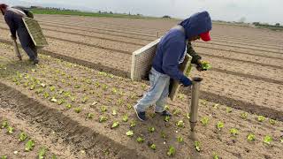 Latinos en plantación Agrícola ESP 4K