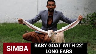 SIMBA THE BABY GOAT with 22 inches Long Ears In karachi Pakistan