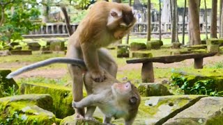 O-M-G !!!  Young mum gave a birth another lovely baby monkey for Amber troop