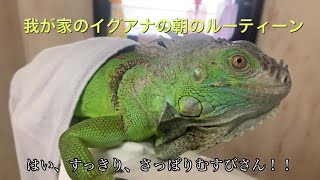 Iguana's Morning routine!! イグアナむすびさんの朝のルーティーン。