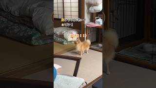 【ポメチワ】驚かそうとする犬 #shorts #犬 #ポメチワ #子犬 #癒し #いぬ #犬のいる暮らし #dog