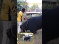 ആനച്ചട്ടം പഠിച്ച പോത്ത് ഭീമൻ dinkan buffalo elephant shortvideo shorts