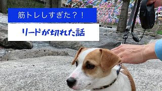 リードが切れた！8Mに新調したらすごくよかった。子犬ジャックラッセルテリア