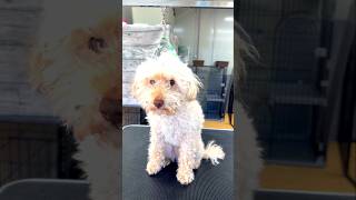 【全身超スッキリ！】トイプー・クッキー君11歳9ヶ月 #toypoodle #トイプードル #犬 #dog #grooming #トリミング #佐野市