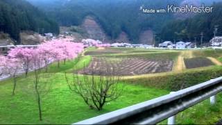 名張市長瀬、長瀬公園 周辺の桜並木❗