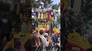 2024年10月20日琴弾八幡宮秋祭り本若太鼓台 #太鼓祭り #祭り #太鼓台#ちょうさ