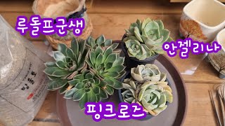 24.8.16 🌸스피드다육에서 온 루돌프군생 핑크로즈군생 안젤리나군생 분갈이해요🌸 스피드다육 010-5248-5955 방울토 010-8835-7281