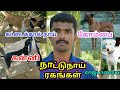 காவலுக்கு கோம்பை நாய் பாசத்திற்கு கட்டைகால்நாய் நாட்டு நாய் வாங்குவோர் எந்த மாதிரி நாய் வாங்கனும்