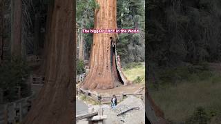 Big Tree Sequoia National Park #tree #nature #worldrecord #california #usa #gianttrees #viralvideo