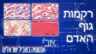 ארבעה סוגים של רקמות בגוף