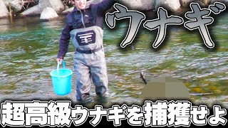 １匹１万円！超高級ウナギを捕獲せよ  京都美山川の天然うなぎ漁