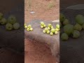 They almost finish guava fruits from my fruits road vendor!