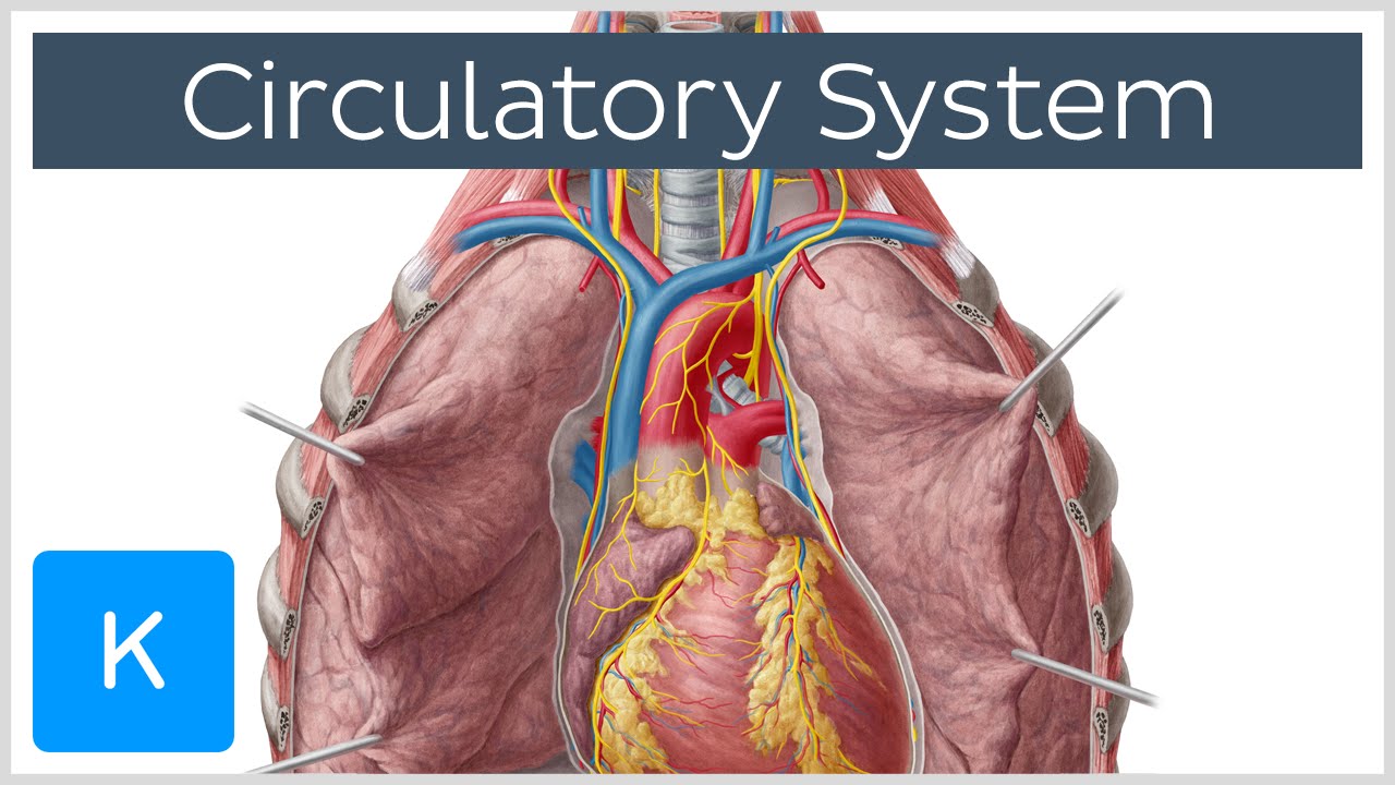 Circulatory System Structures Function And Pathway Kenhub | Images And ...