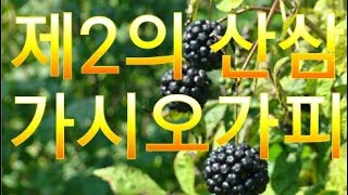 제2의 산삼 가시오가피