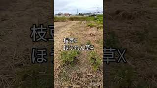 【畑M】耕作放棄地の再生【R5.11.30】