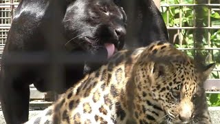 遊んでいる琥珀君をペロペロするミワちゃん（黒ジャガー）とべ動物園にて