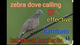 zebra dove calling sound 💯% effective, huni ng batobato