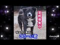 秋田犬ちゃん　8匹のコたち集まって！　【しっぽのある天使】