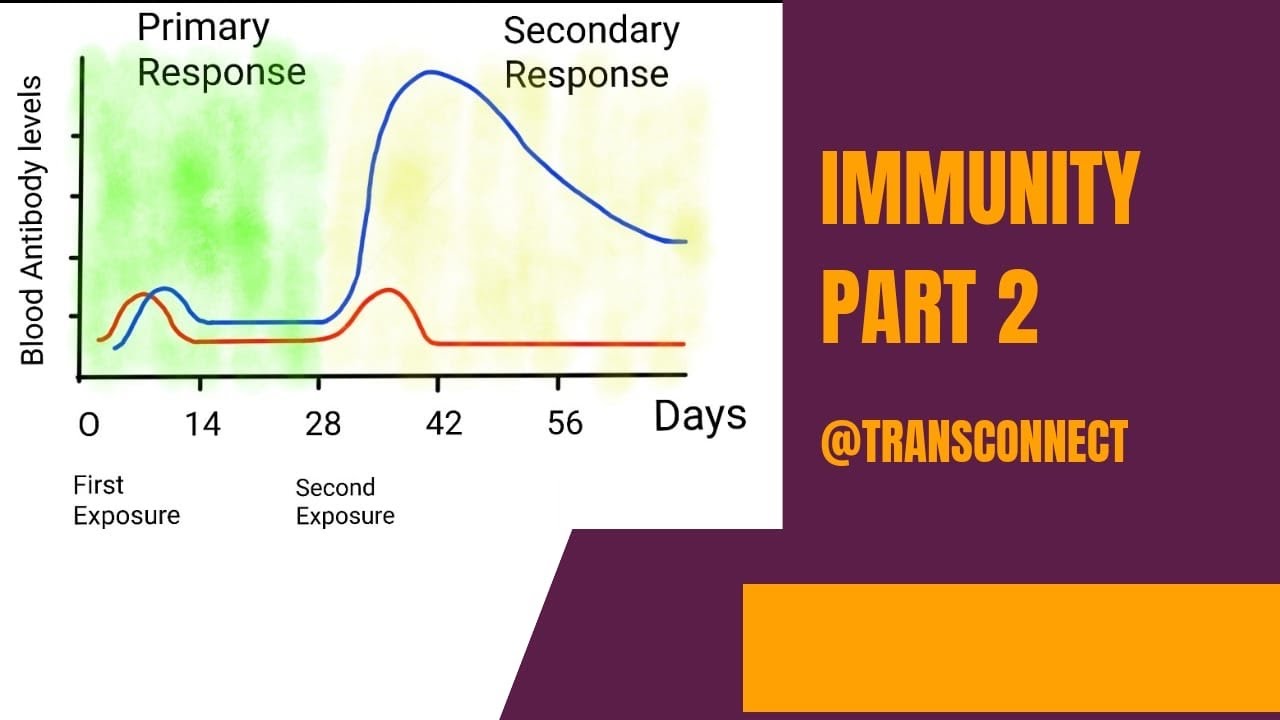 Immunity Part 2 Youtube