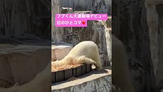 フブキ大運動場デビュー日✨可愛いさにみんなメロメロ❤️ #フブキ #ホッキョクグマ #東山動物園