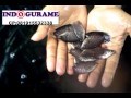 INDOGURAME JUAL TELUR GURAME,BIBIT IKAN GURAME,BENIH GURAME BERKUALITAS