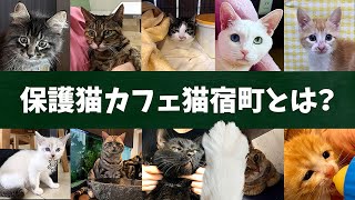 保護猫カフェ猫宿町～譲渡型の保護猫カフェとは？～