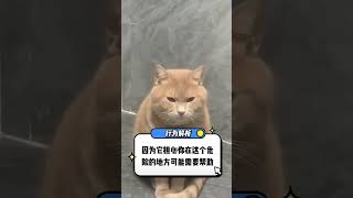 猫咪认主粘你的表现 #新手养猫 #养猫经验分享 #猫咪粘人 猫奴十三