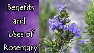 Rosemary Benefits and Uses