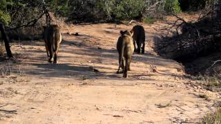 3 Lionesses