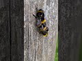 3 Bumblebees mating. #bumblebee #wildlife