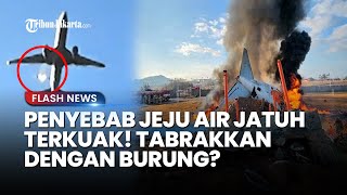 Terkuak Penyebab Jeju Air Bangkok Jatuh, Roda Pesawat Rusak Diduga Seusai Tabrakan dengan Burung