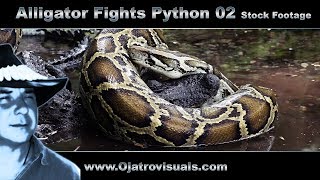 Alligator Fights Python 02 Stock Footage