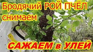 Как СНЯТЬ РОЙ ПЧЁЛ с ДЕРЕВА !  Как пересадить рой пчёл в улей !