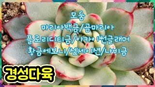 2월25일.오후영상.예쁜 아이들 보시면서 즐토 보내세요~#모둠 #곰마리아 #나비금 #황금에보니 #다육 #식물