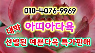 #아띠아다육 #선별된예쁜다육판매#짱예쁜다육 판매#多肉植物 #명품다육판매 #succulents #다육이