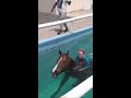 swimming my horse bareback and without bridle