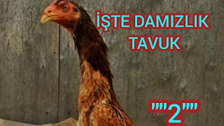 # 61 # İŞTE DAMIZLIK TAVUK AÇIKLAMASI \