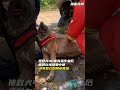 搜救犬40度高温下搜救后，直接瘫倒在地，训导员心疼的用水给它降温。 搜救犬 